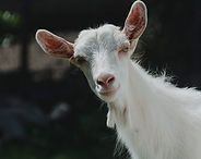 White goat with large ears looking at the camera against a dark background