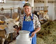 Farmer in blue overalls feeding cows in a barn
