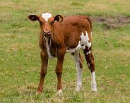 Brown and white calf standing on grass in a field
