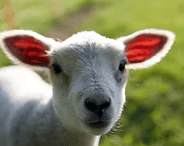 White lamb standing in a grassy field, looking at the camera with red ear tags.