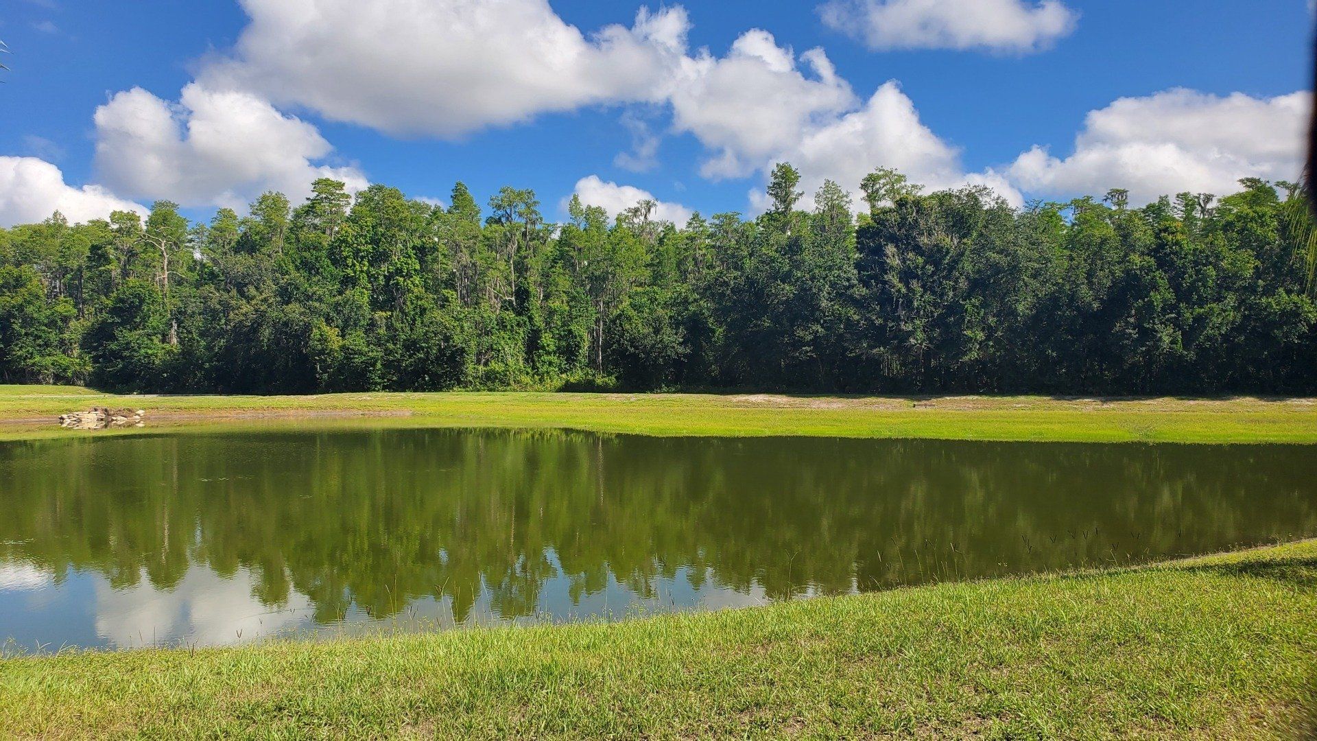 A small pond in the middle of a grassy field with trees in the background.