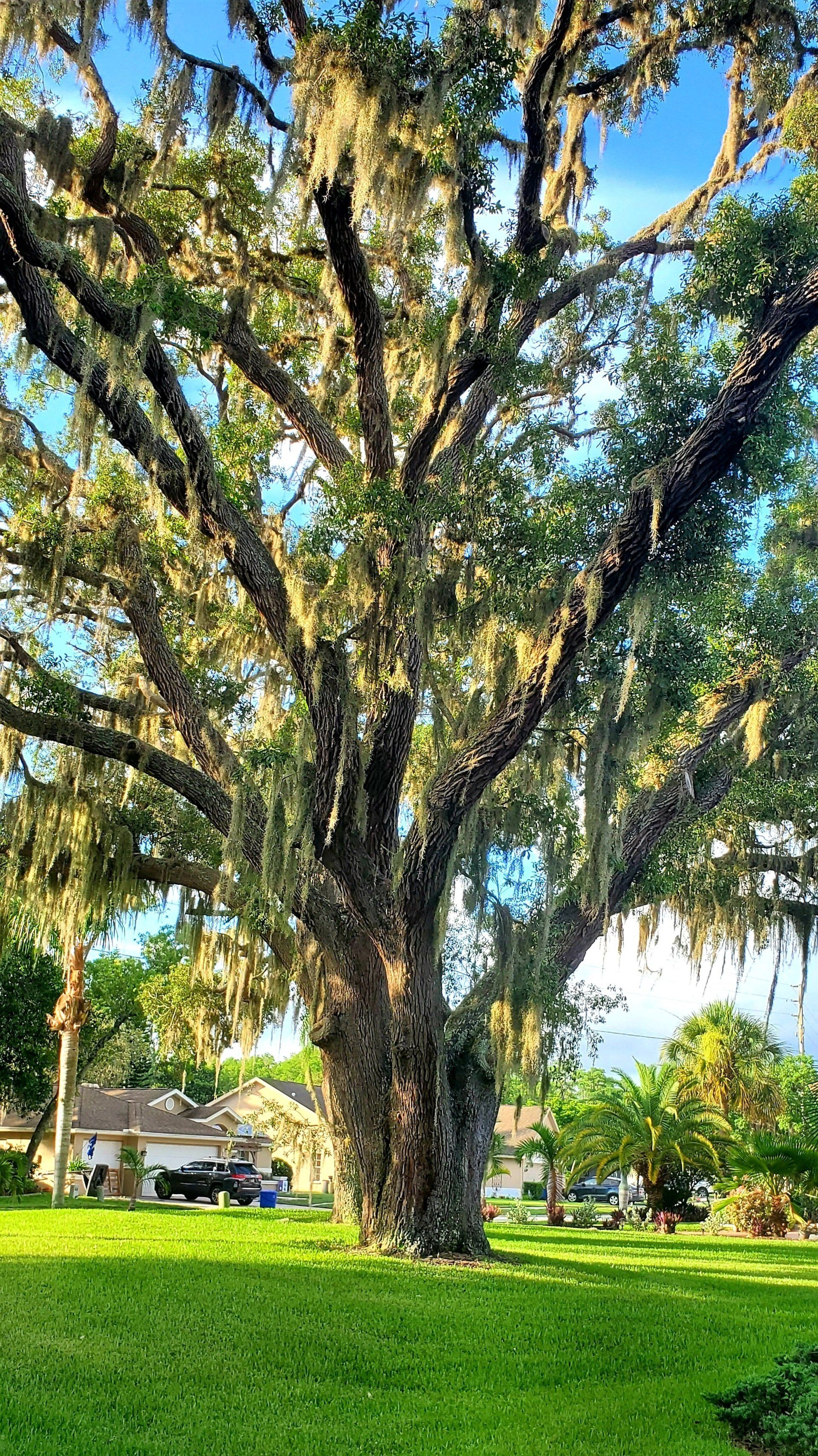 A large tree with spanish moss hanging from the branches in a park.
