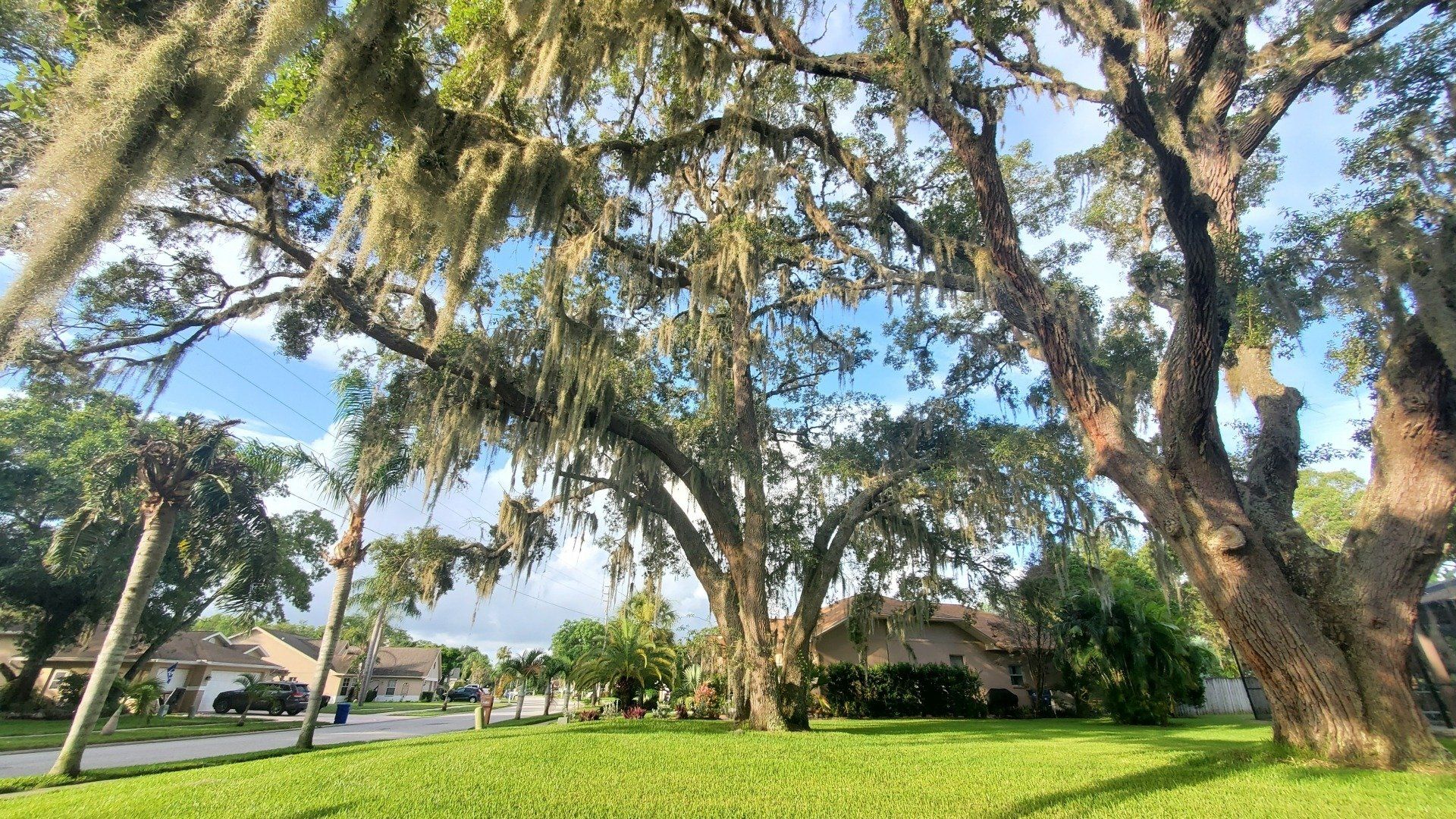 A lush green field with trees and spanish moss hanging from the branches.