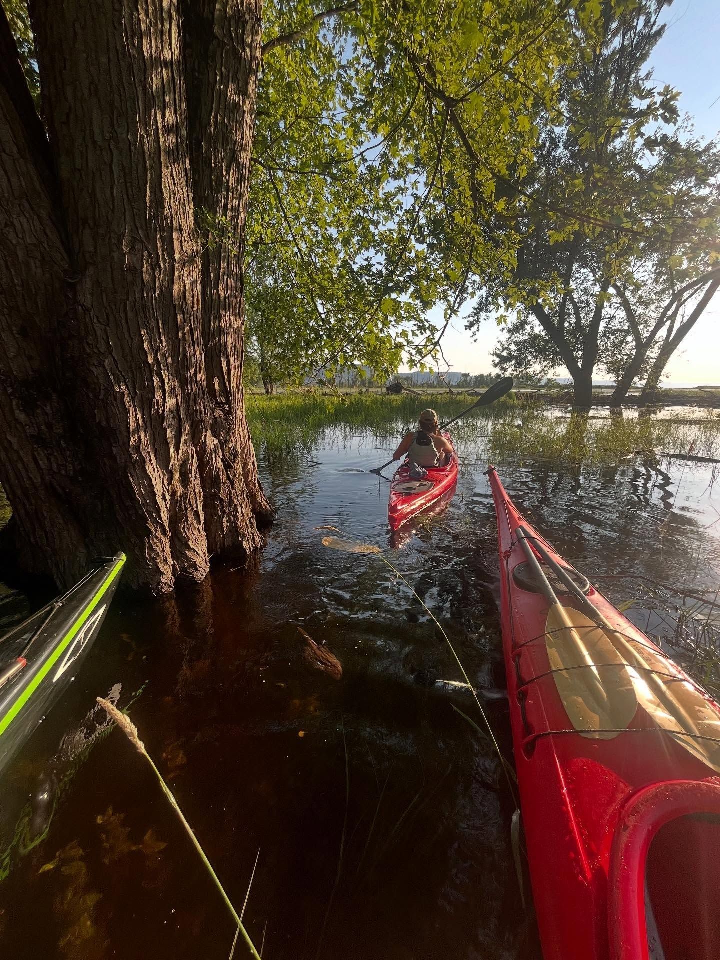Kayak on calm water beside a large tree, with red and yellow kayaks in the foreground.