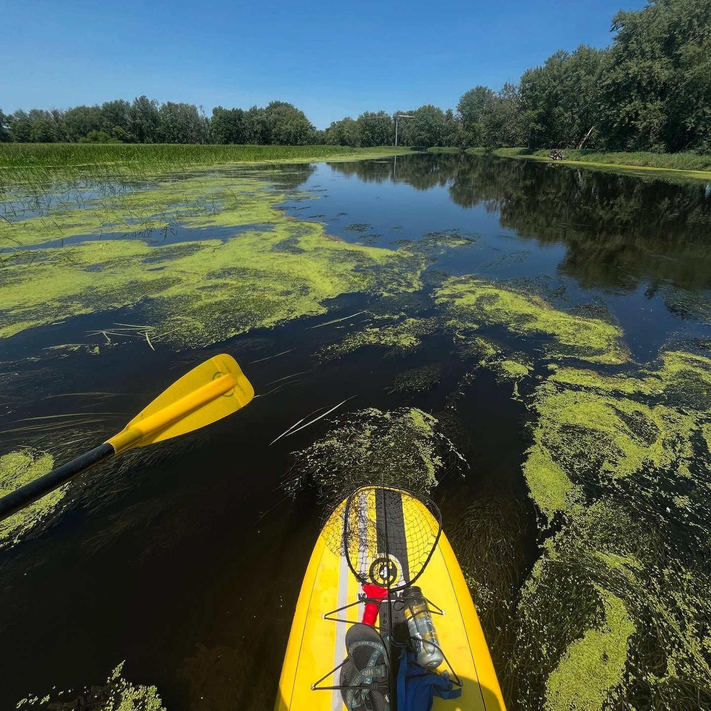 Yellow kayak paddling on a calm, algae-covered lake under a clear blue sky.