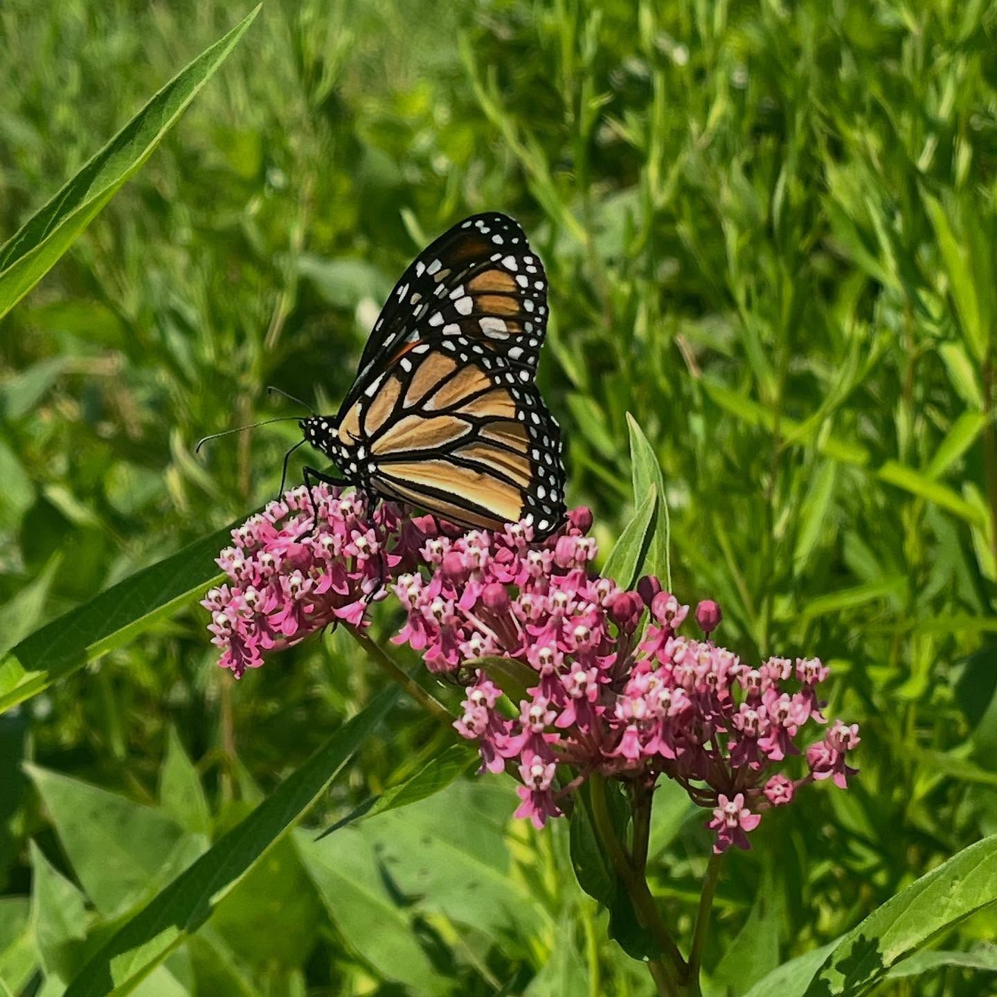 Monarch butterfly perched on pink flowers in a green field