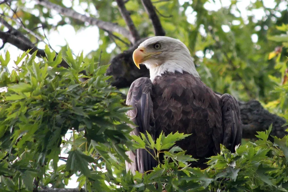Bald eagle perched among green leaves, looking left with wings folded