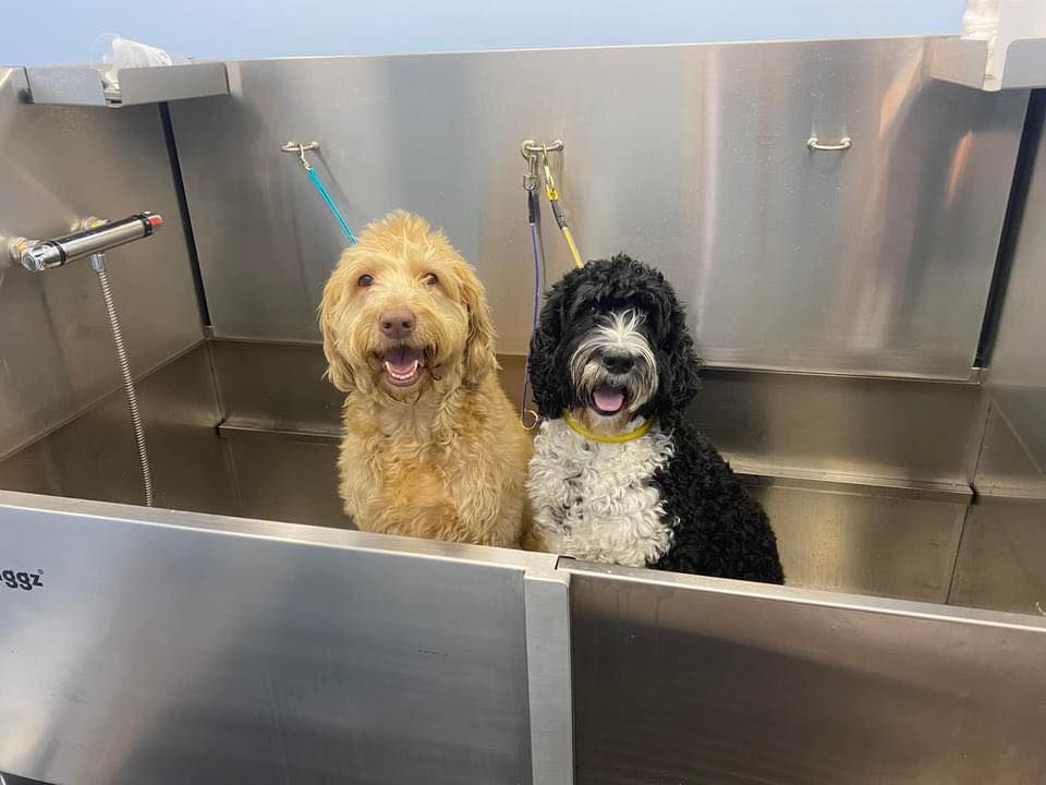 Two dogs are sitting in a stainless steel bathtub.