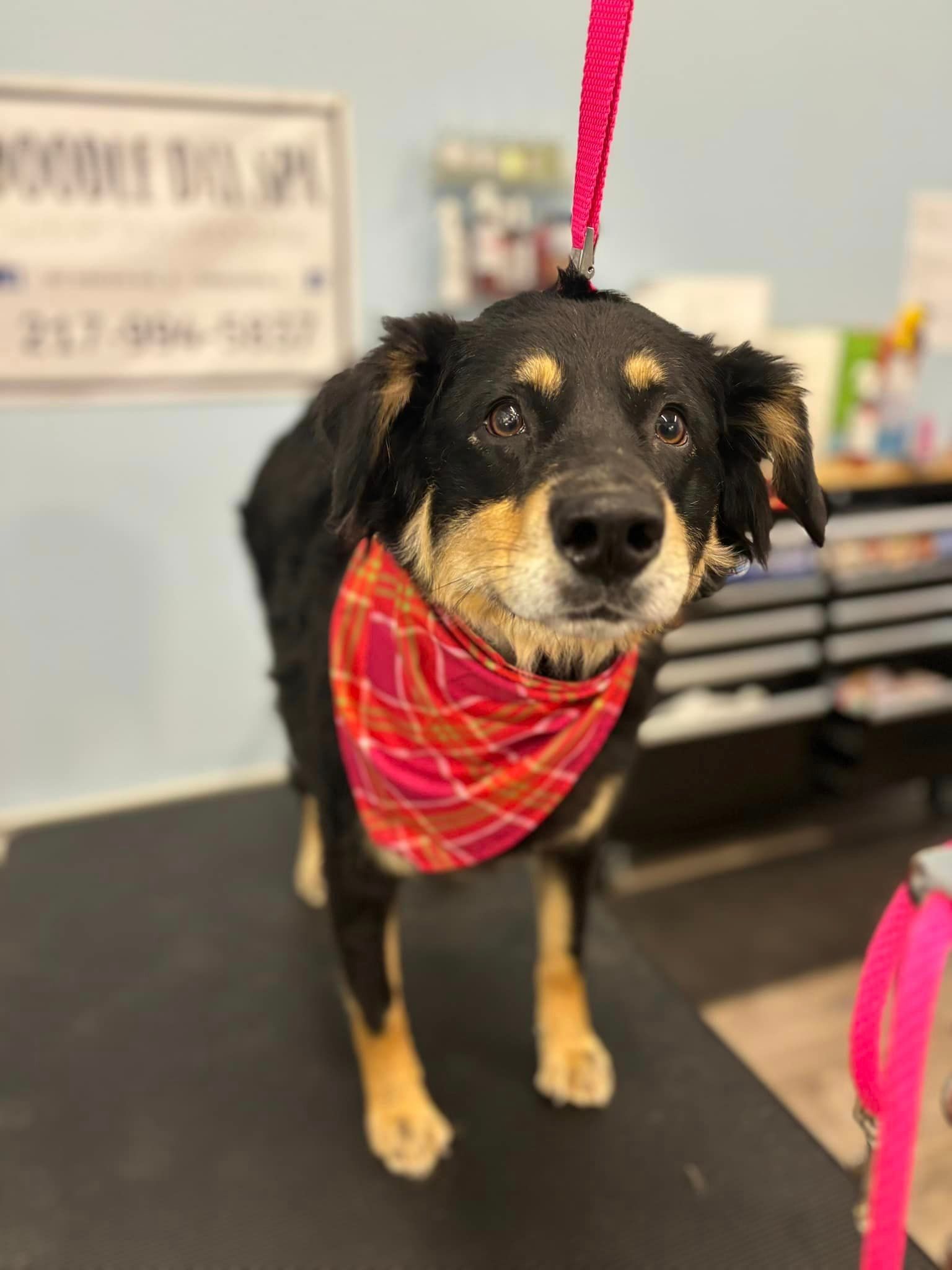 A black and brown dog wearing a pink bandana is standing on a table.