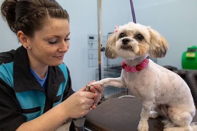 A chihuahua wearing a red bow tie is getting its nails cut