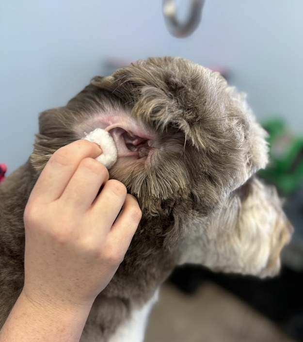 A person is cleaning a husky dog 's ears with a wipe.