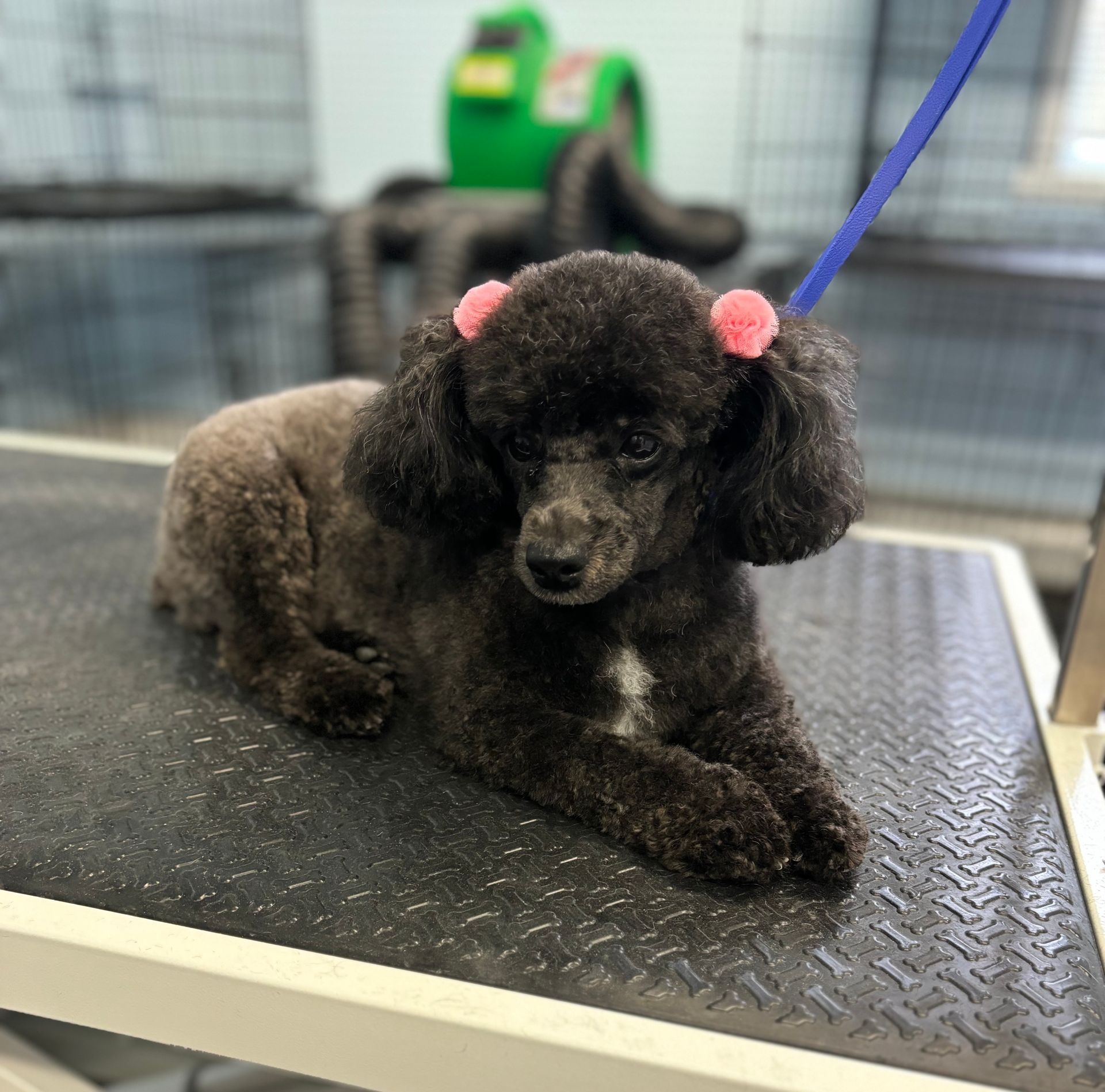 A brown dog wearing a bandana is standing on a grooming table.