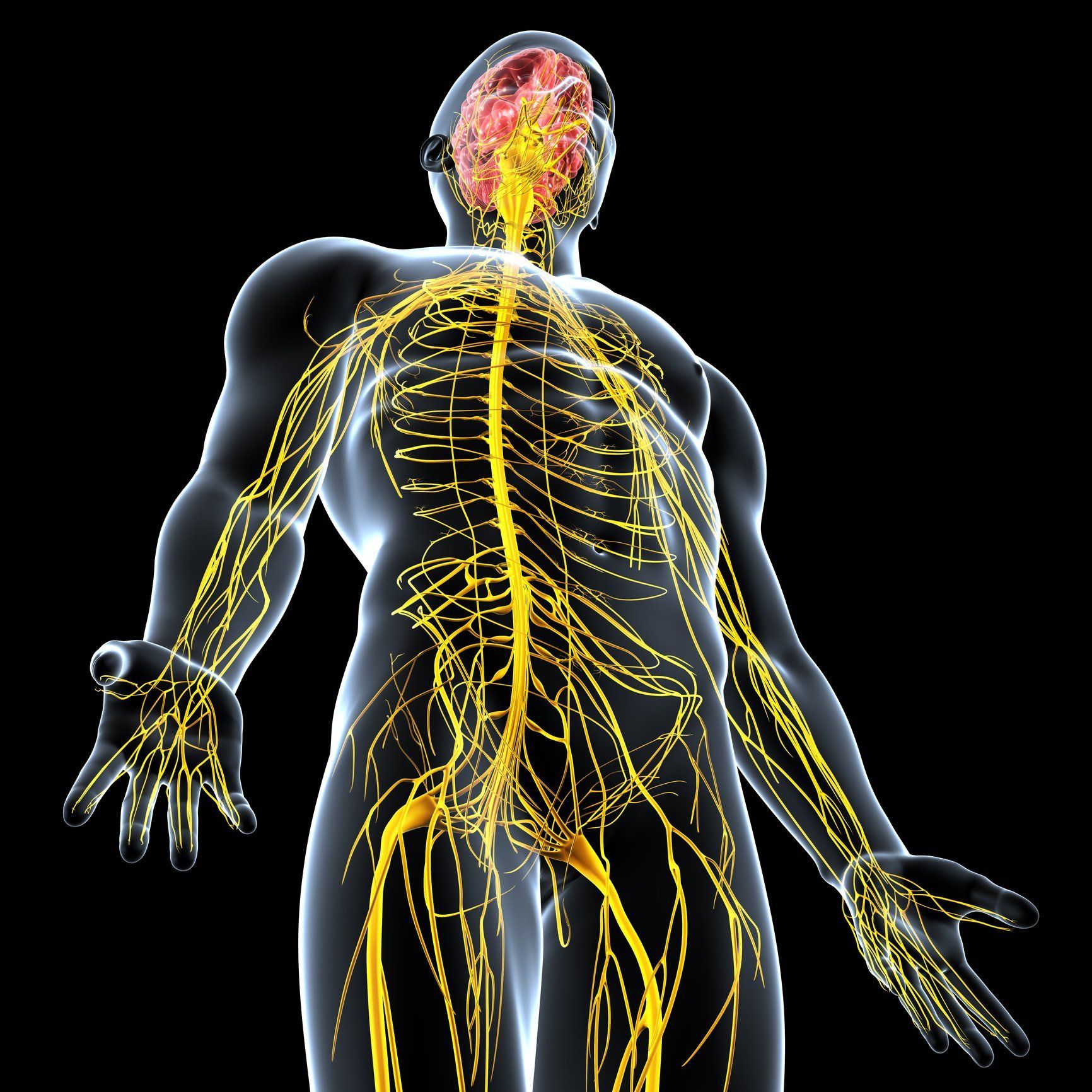 A computer generated image of a man 's nervous system