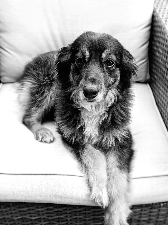 Yogi the dog. A black and white photo of a dog laying on a couch.