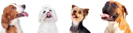 Dogs
