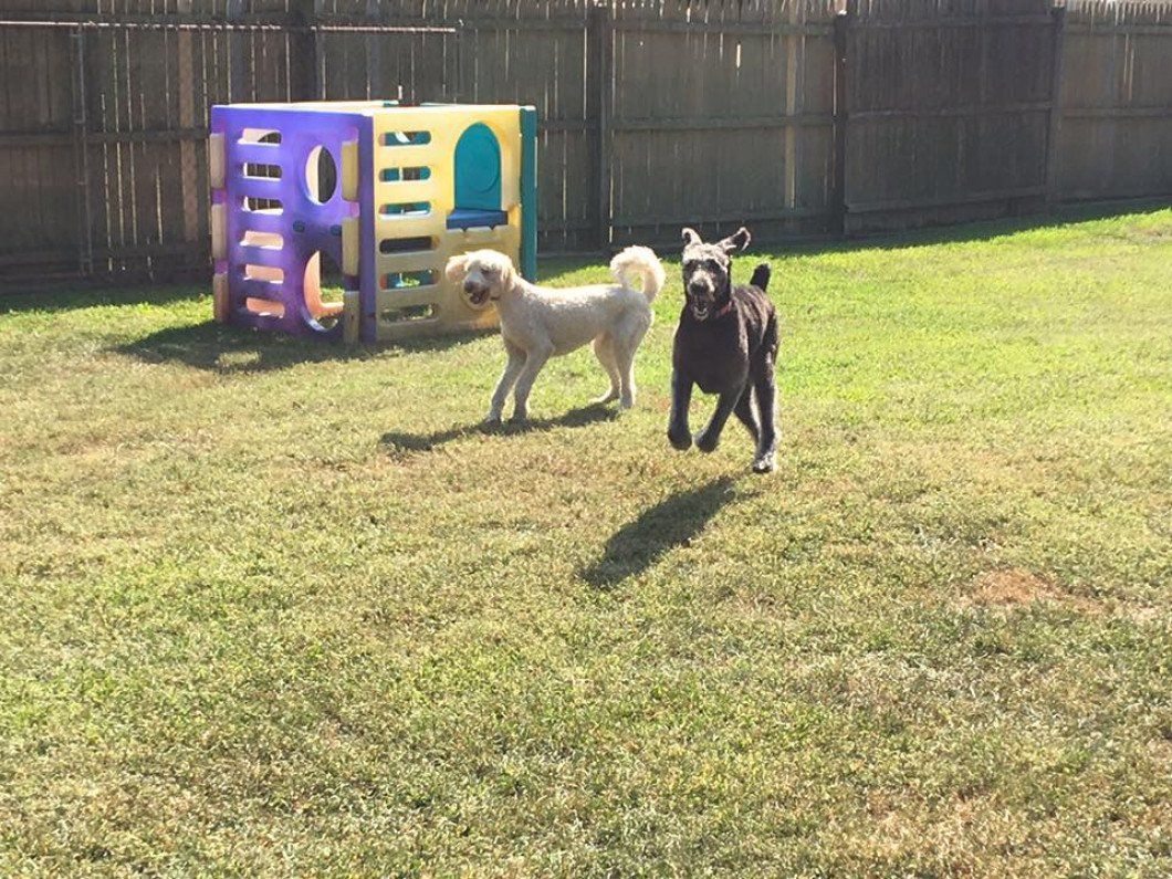 A light-colored dog and a dark-colored dog playing in a grassy fenced yard near a colorful plastic cube climber.