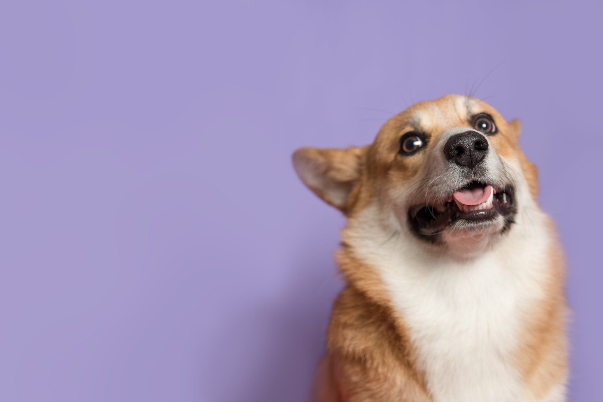 A brown and white Corgi dog looking up with an open, happy expression against a solid purple background.