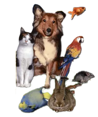Colonial Pet Shoppe Inc