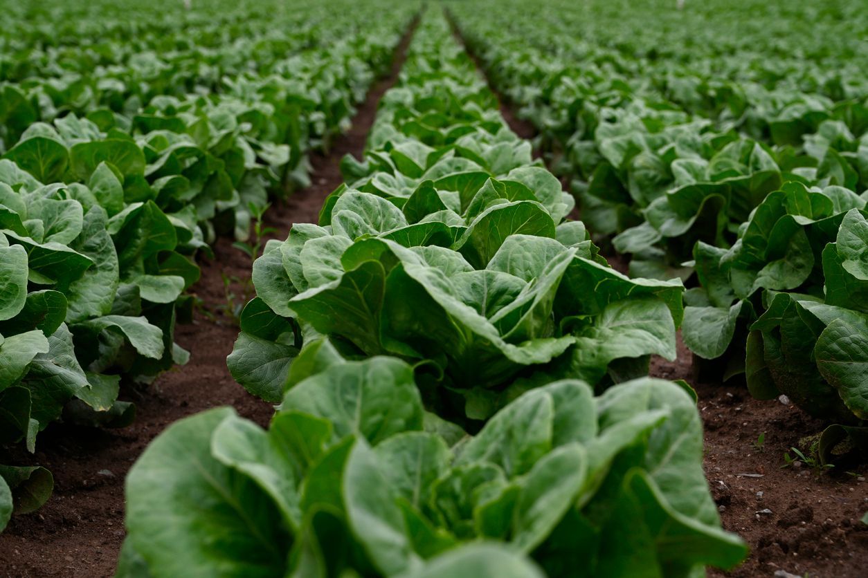 Rows of lettuce growing in the field at a local organic farm