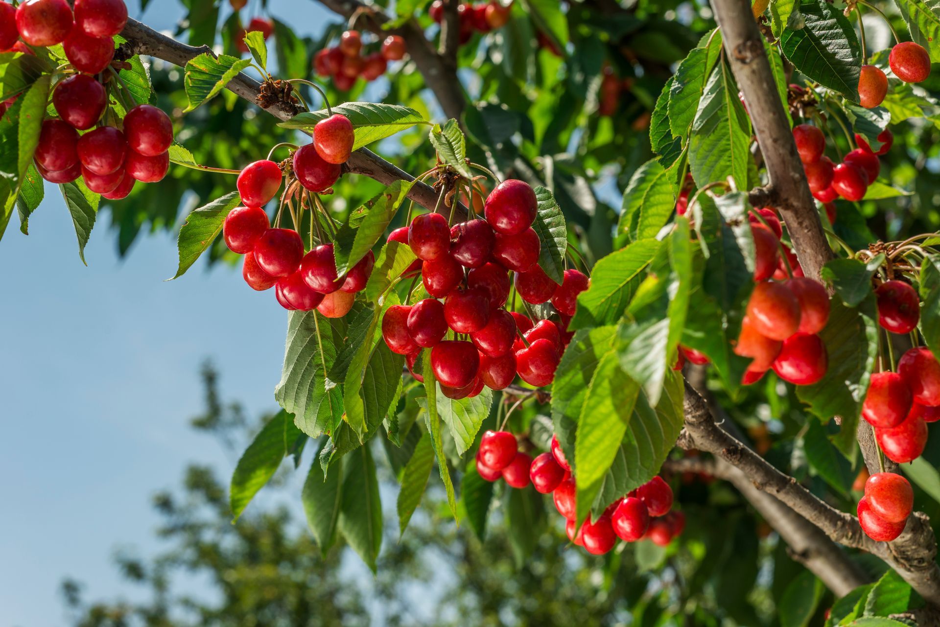 Cherry trees