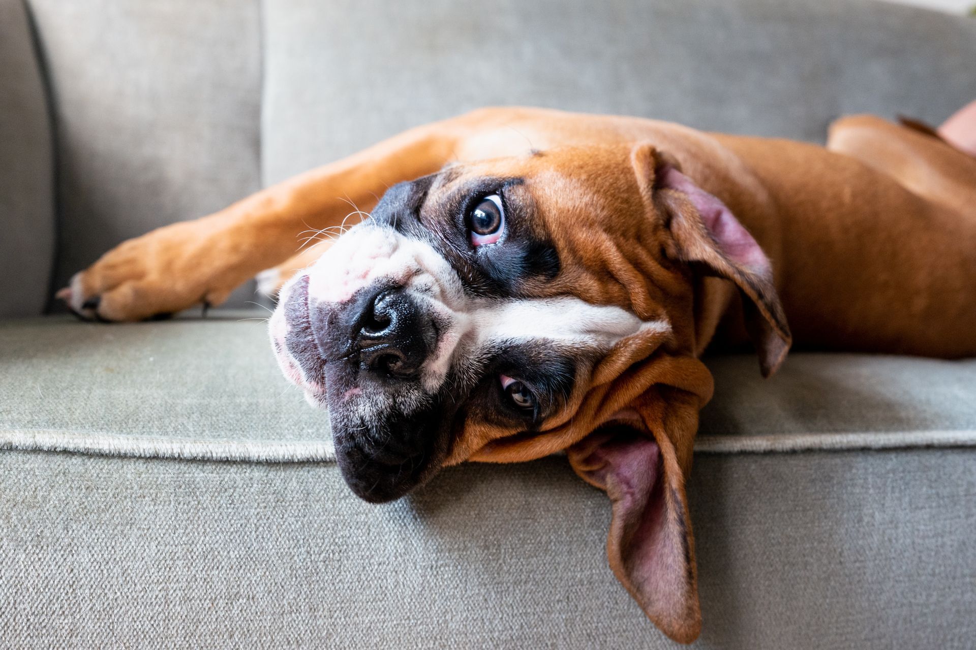 dog on couch