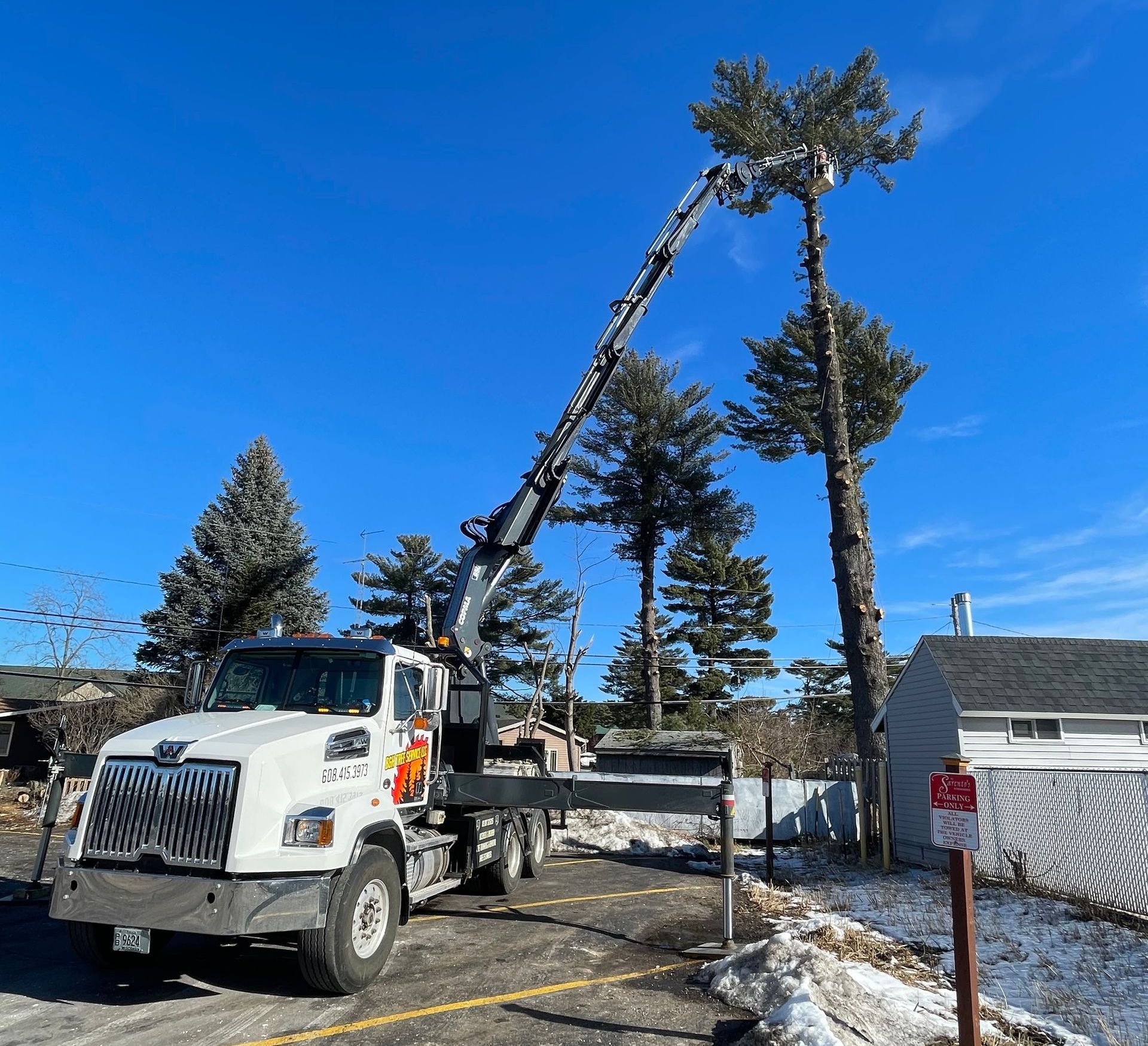 A tree service truck with extended lift trimming a tall pine tree on a snowy day.