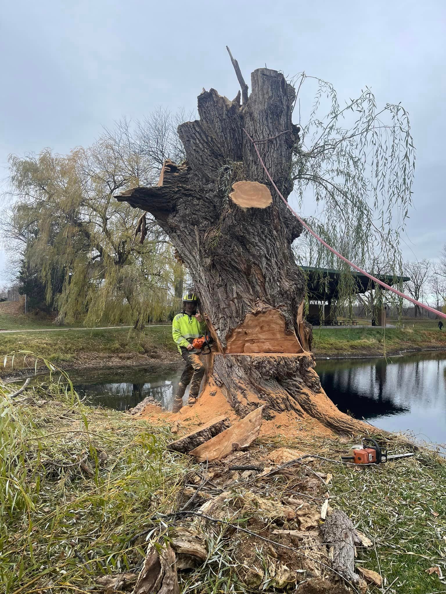 Arborist cutting down a large tree stump next to a pond; cloudy day.