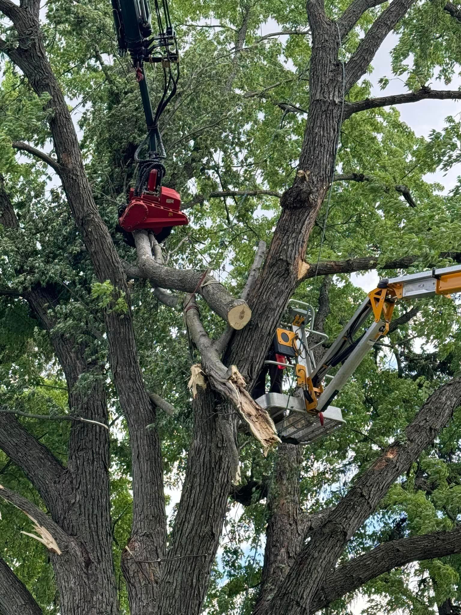 A man is cutting a tree with a crane.