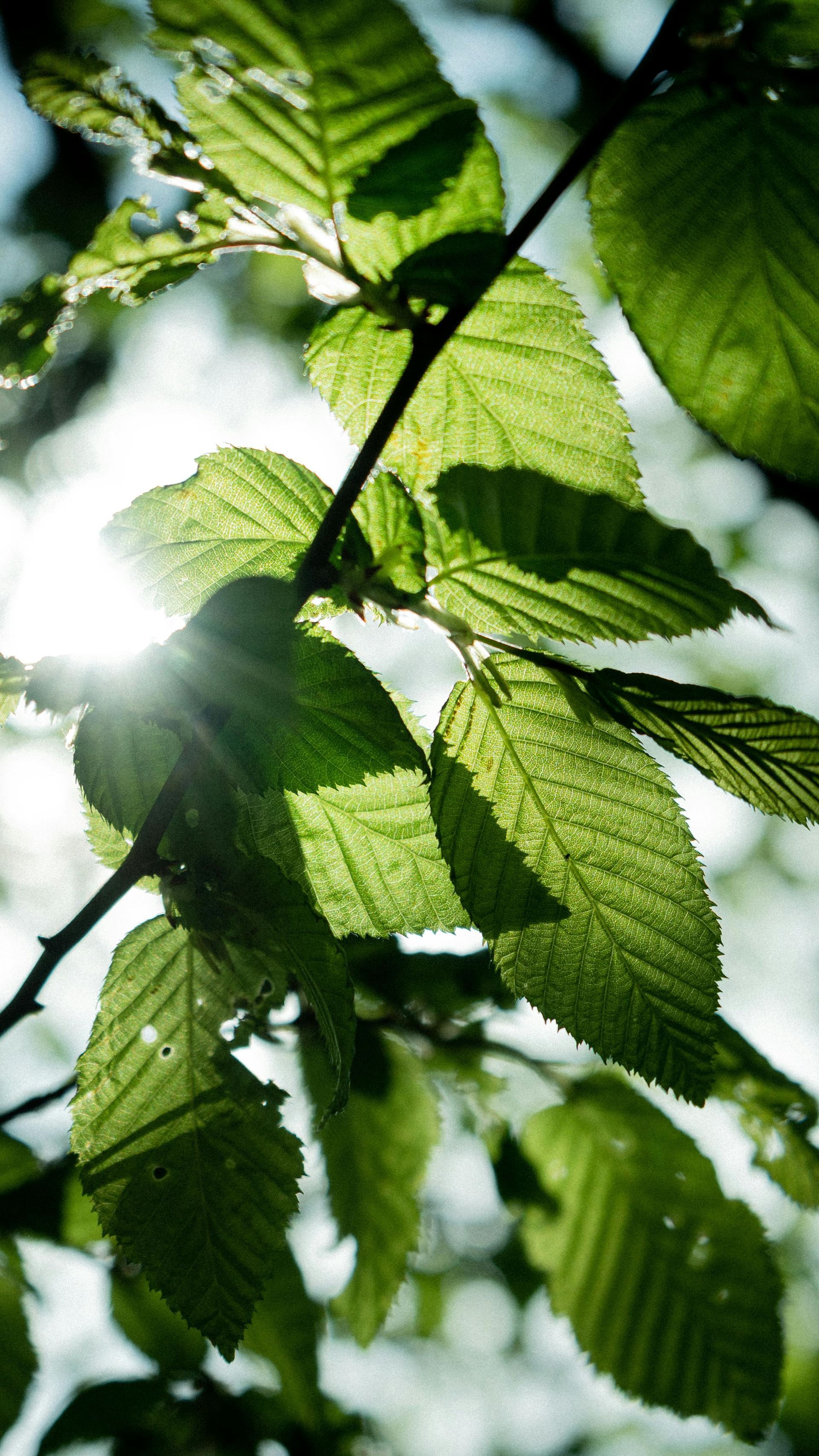 Sunlight shining through green leaves on a tree branch
