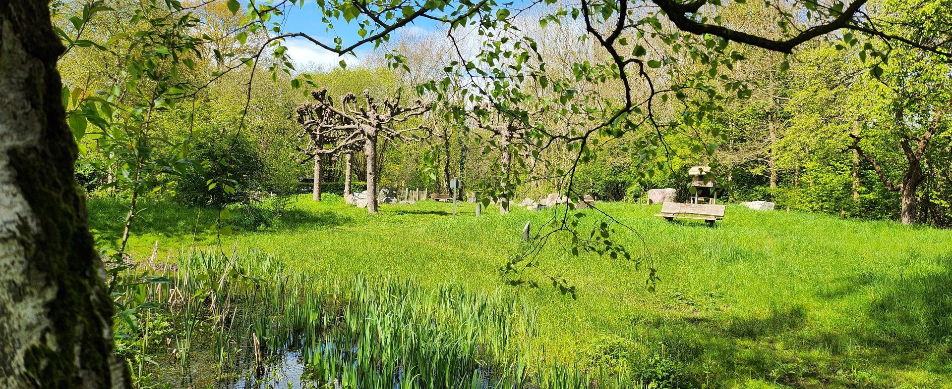 Een weelderig groen park met een kleine vijver op de voorgrond, levendig gras en bomen onder een zonnige blauwe hemel.