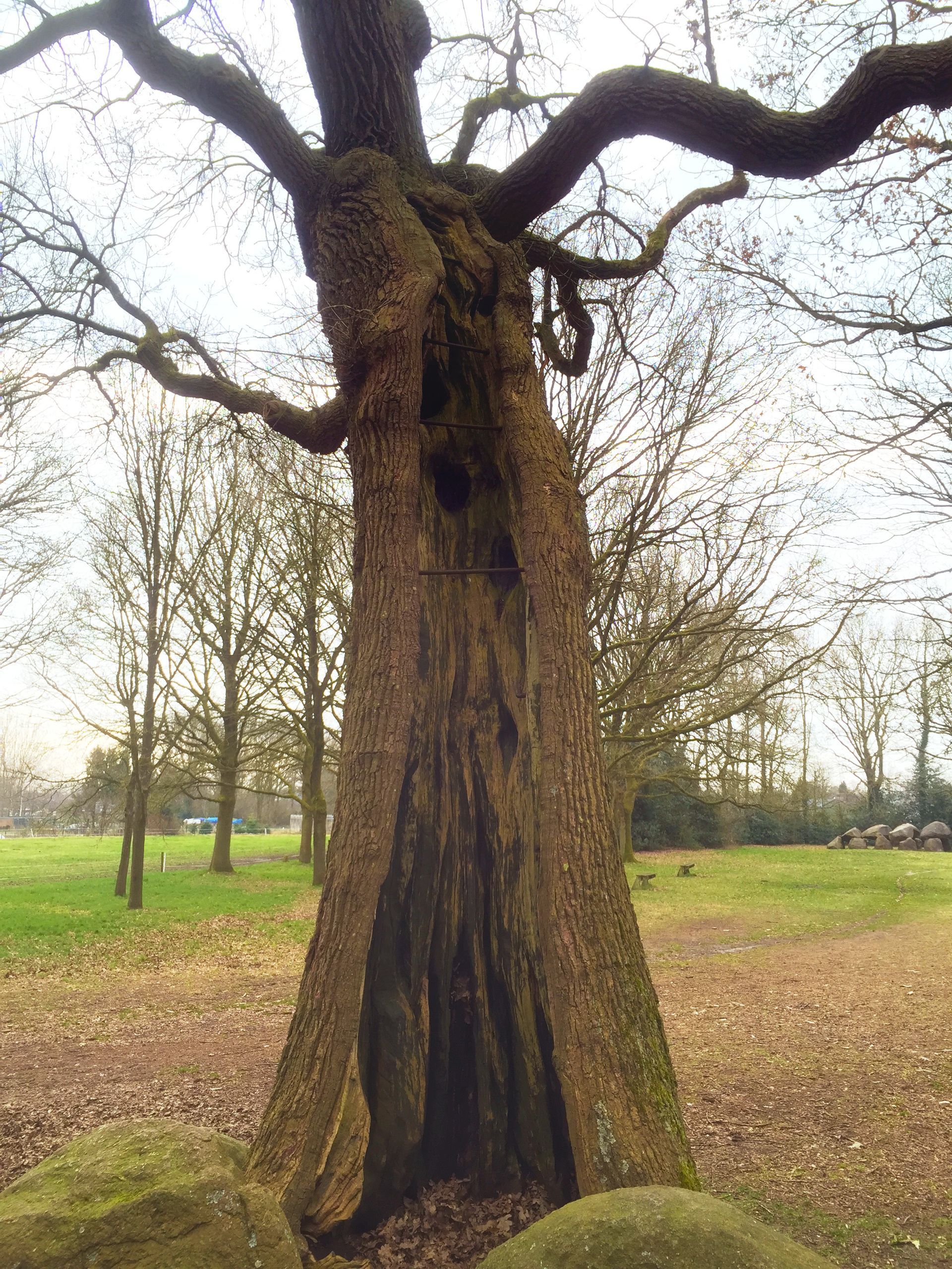 Een oude, uitgeholde boom staat in een park met grasvelden en kale bomen op de achtergrond, onder een bewolkte hemel.