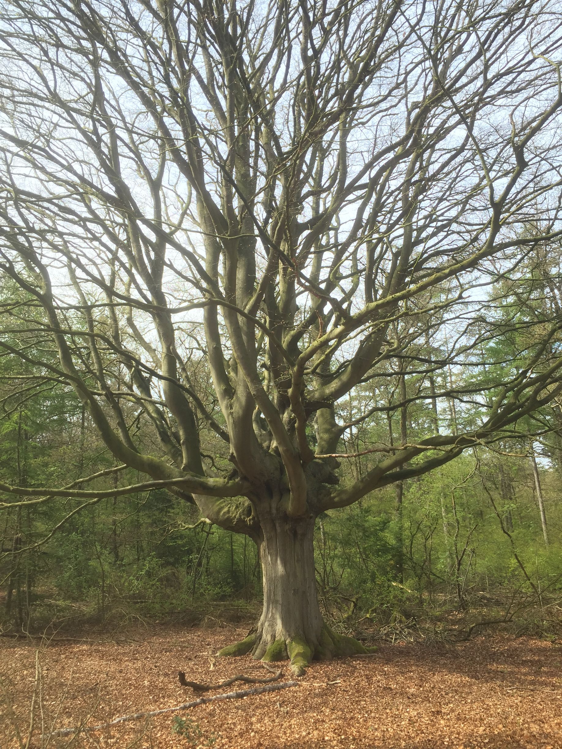 Een grote, bladloze loofboom met een dikke stam staat in een open plek in het bos, bedekt met gevallen bruine bladeren.