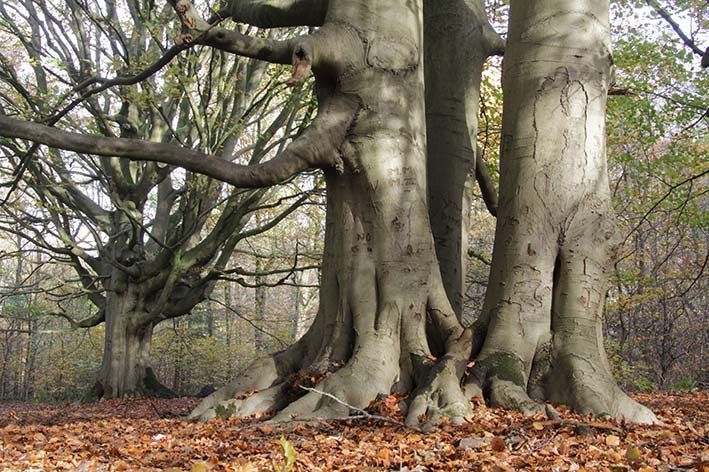 Grote, gladbastige beukenbomen met brede, blootliggende wortels staan ​​op een bosbodem bedekt met gevallen herfstbladeren.