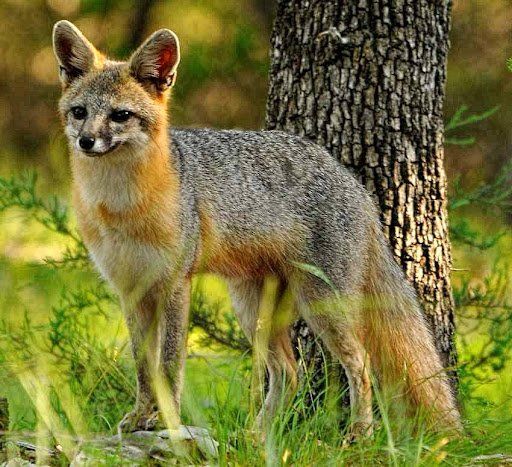 fox