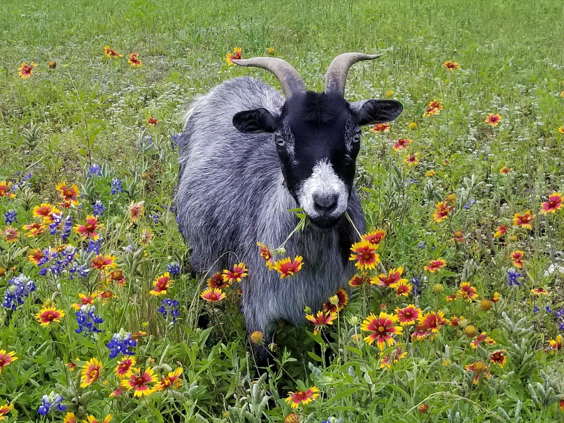 goat