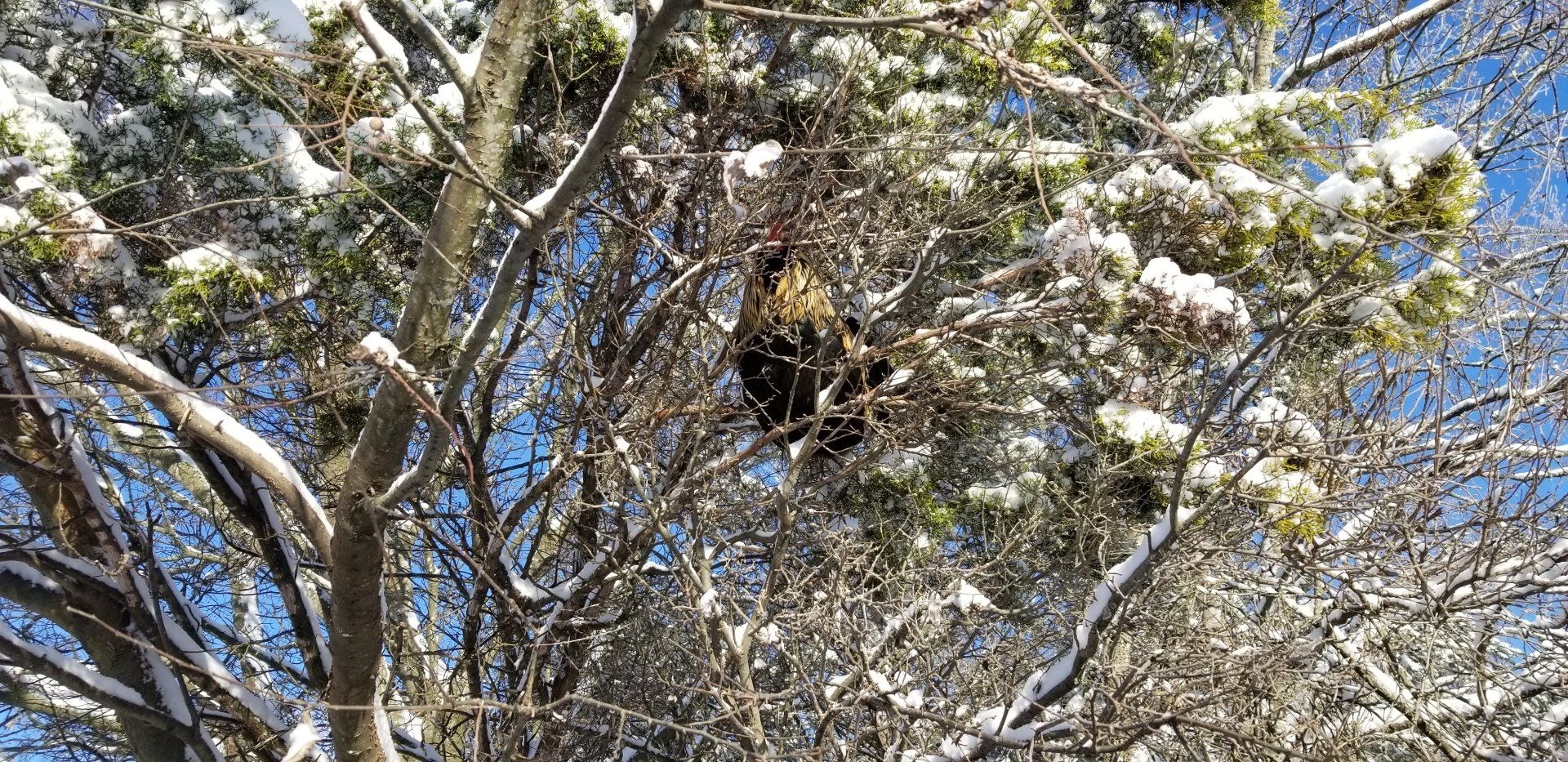 roosting-hen