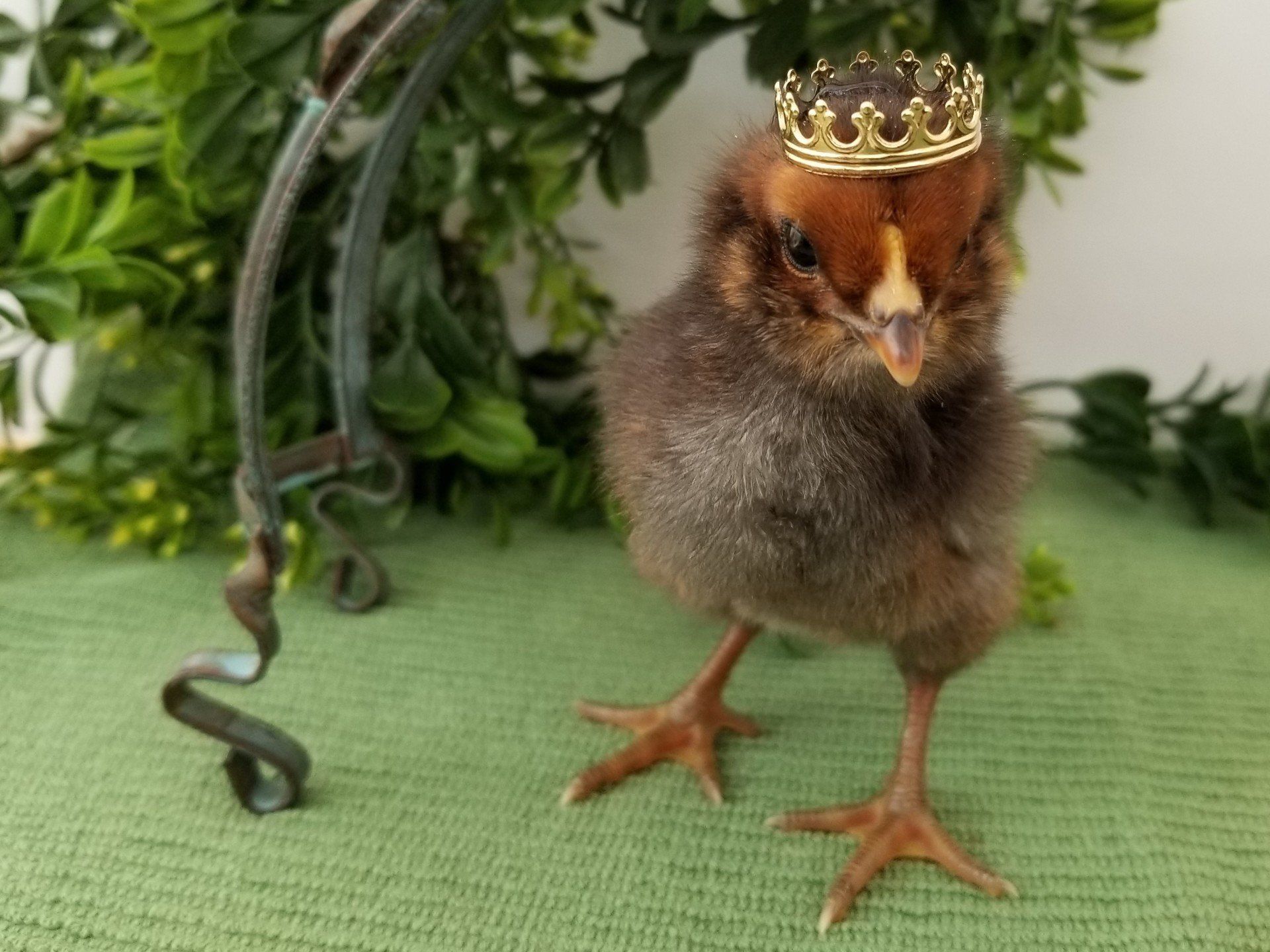 Brown baby Chick with Crown