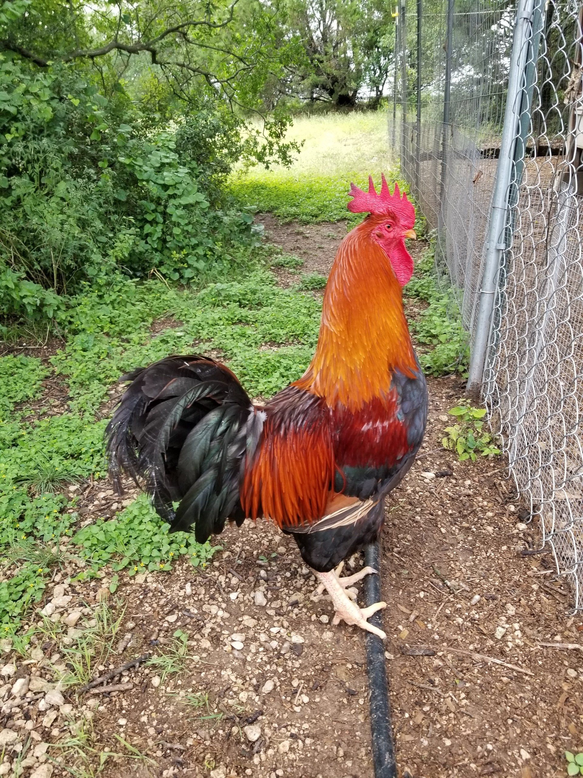 rooster