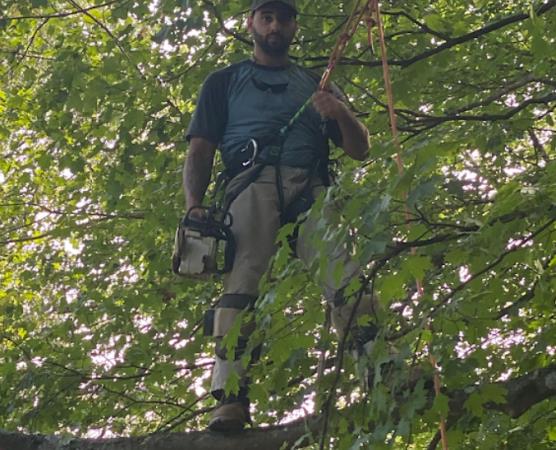 A man is standing on a tree branch holding a rope.