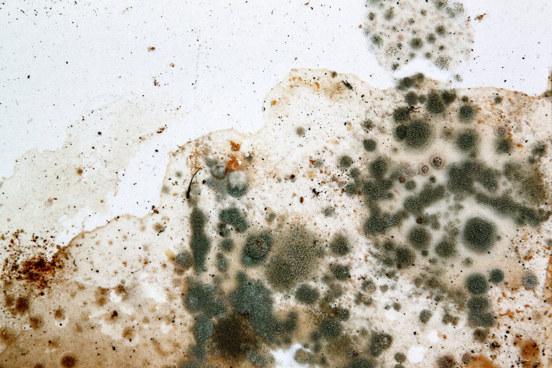 Mold