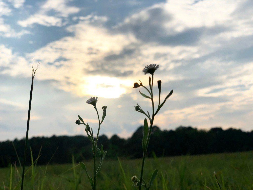 Natural Burial Services 3