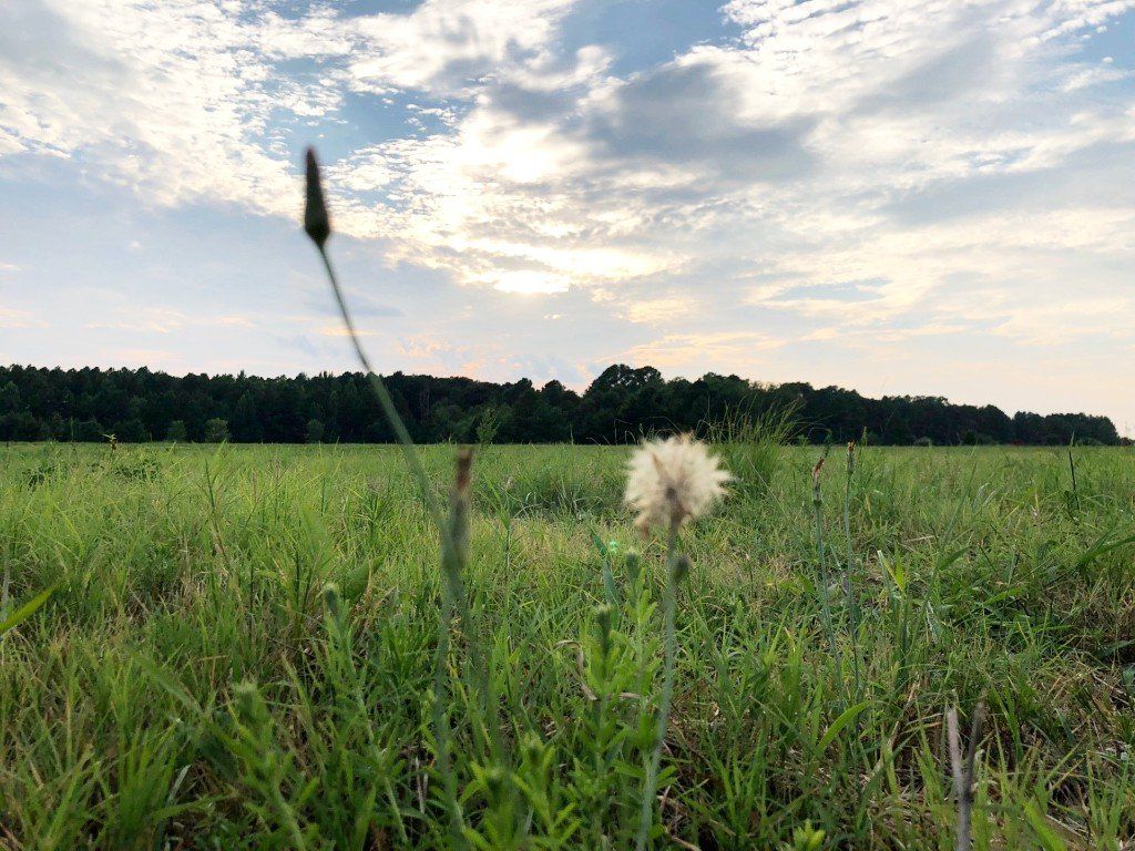 Natural Burial Services 4