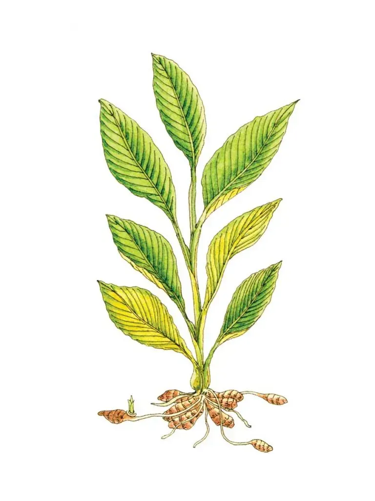 Illustration d'un plant de curcuma aux feuilles vertes jaunissantes à la base et au système racinaire brun.