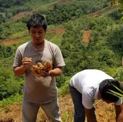 Un homme tient du gingembre récolté dans un jardin à flanc de colline ; une autre personne s'occupe de plantes.