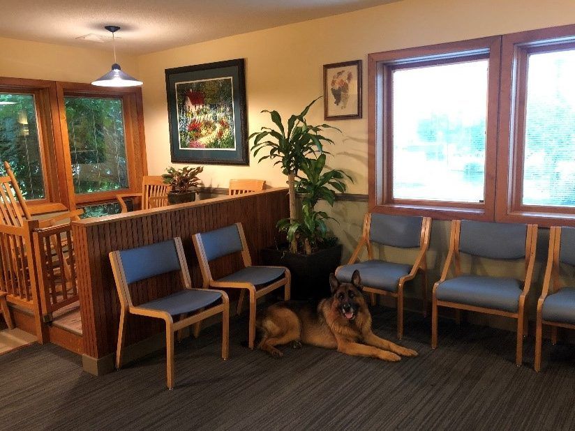a german shepherd is laying on the floor in a waiting room at the albany clinic in carbondale Illinois