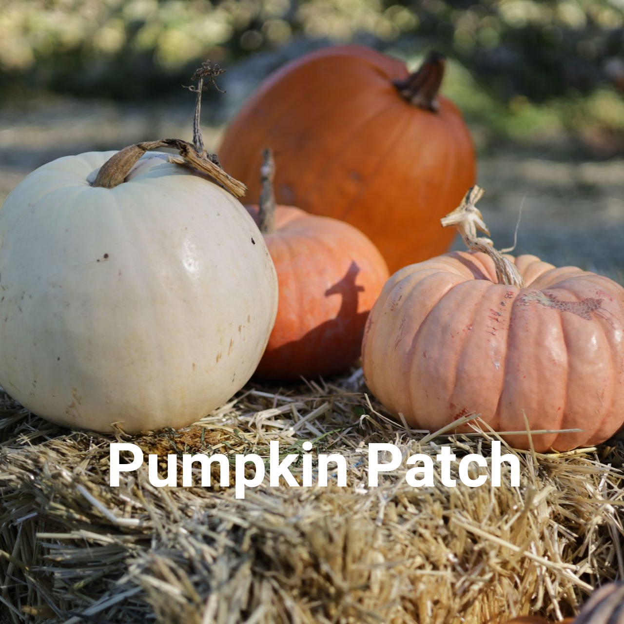 Pumpkin Patch Pumpkin Patch