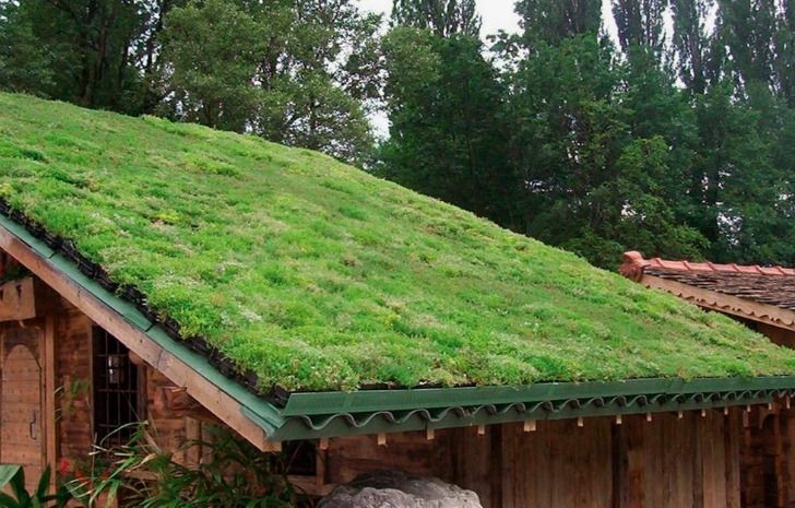 Green grass-covered roof on a wooden cabin, with trees in the background