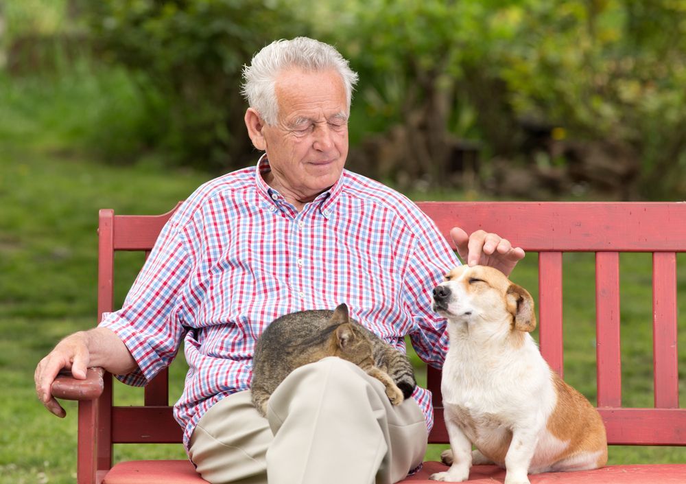 An Elderly Man is Sitting on a Bench With a Dog and a Cat — Active Lifestyle Supports In Tullimbar, NSW