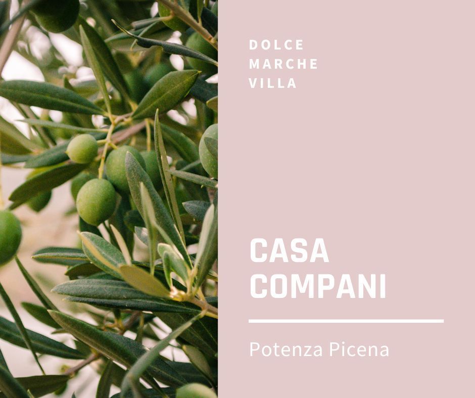 Olijfboom bij Dolce Marche villa in Potenza Picena