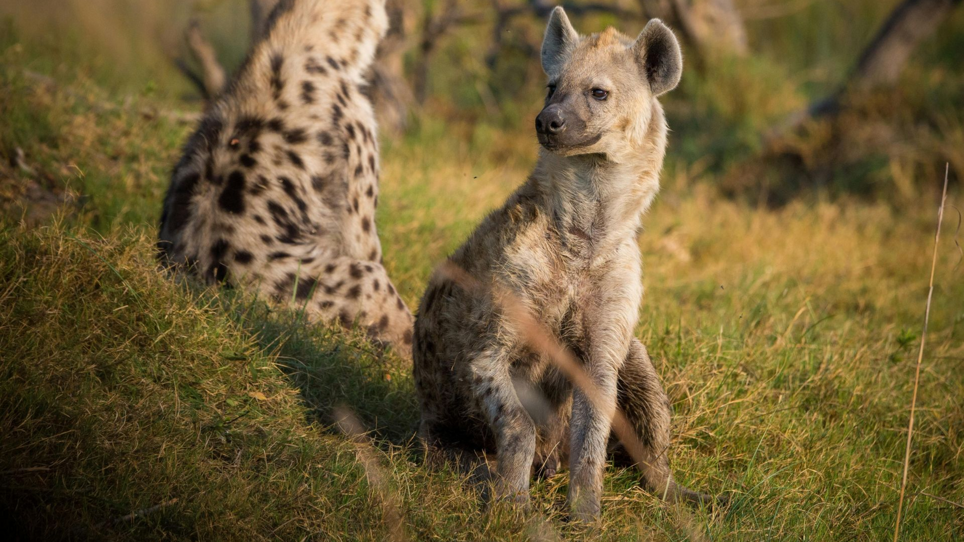 Botswana Safaris